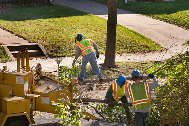 Best Landscape Design and Installation  in El Dorado, AR